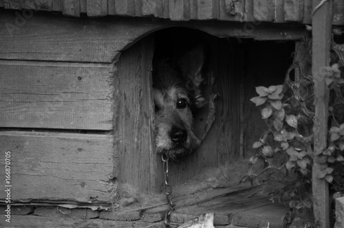 Hundeblick