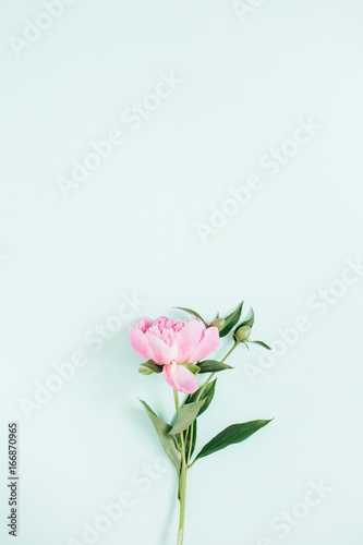 Beautiful pink peony flower on blue background. Flat lay  top view.