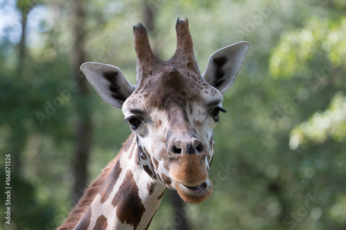 Giraffe  1 © Christian_Krobath
