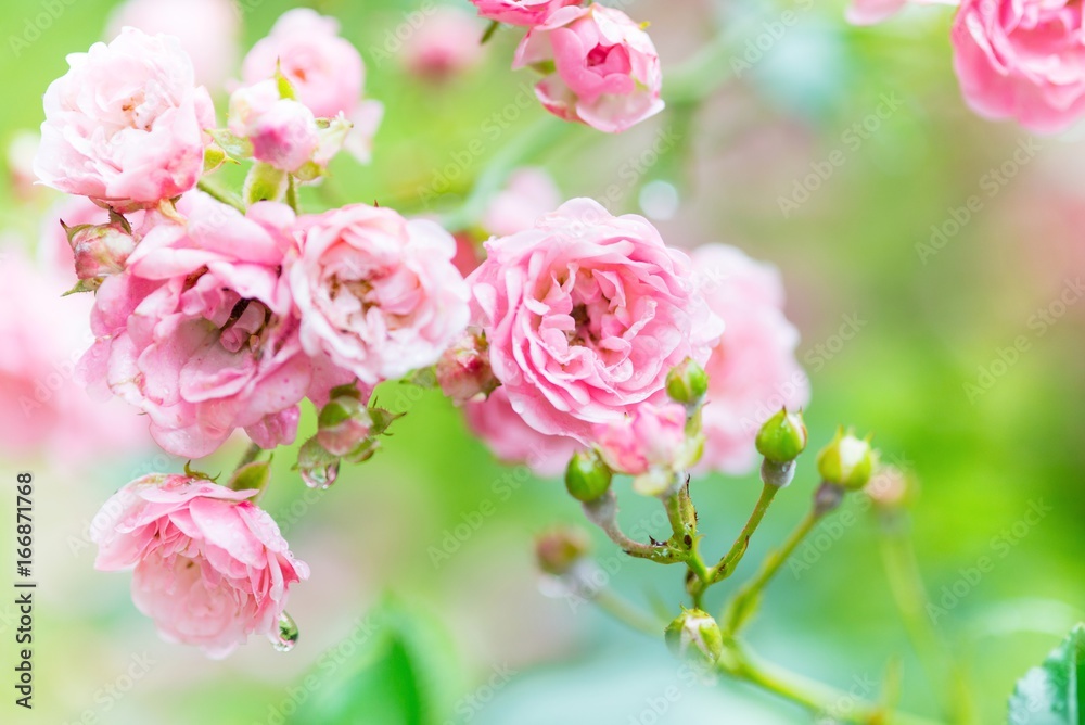 Roses, Rosen, Buschrosen, Strauchrosen in rosa, Hintergrund, Copy Space 