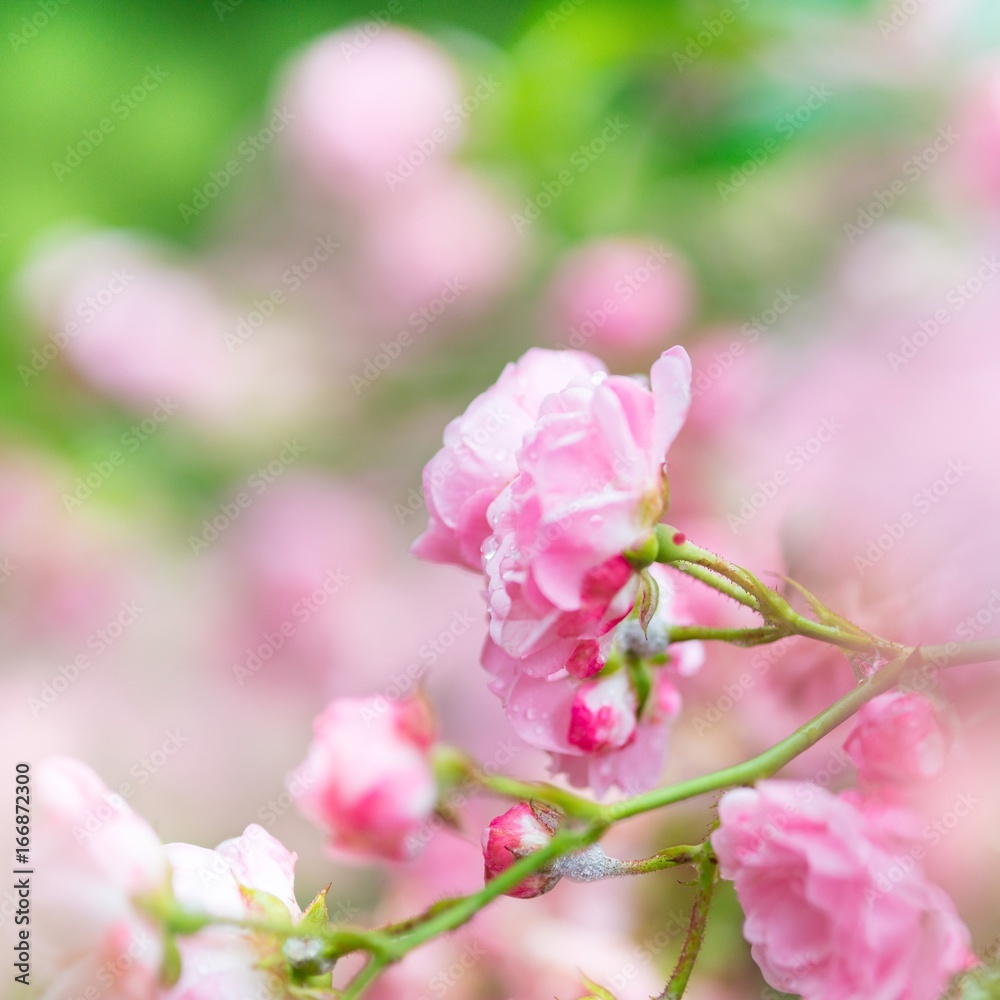 Rosen, Buschrosen, Strauchrosen in rosa, Hintergrund, Copy Space