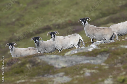 Fotografie scottish blackface sheep