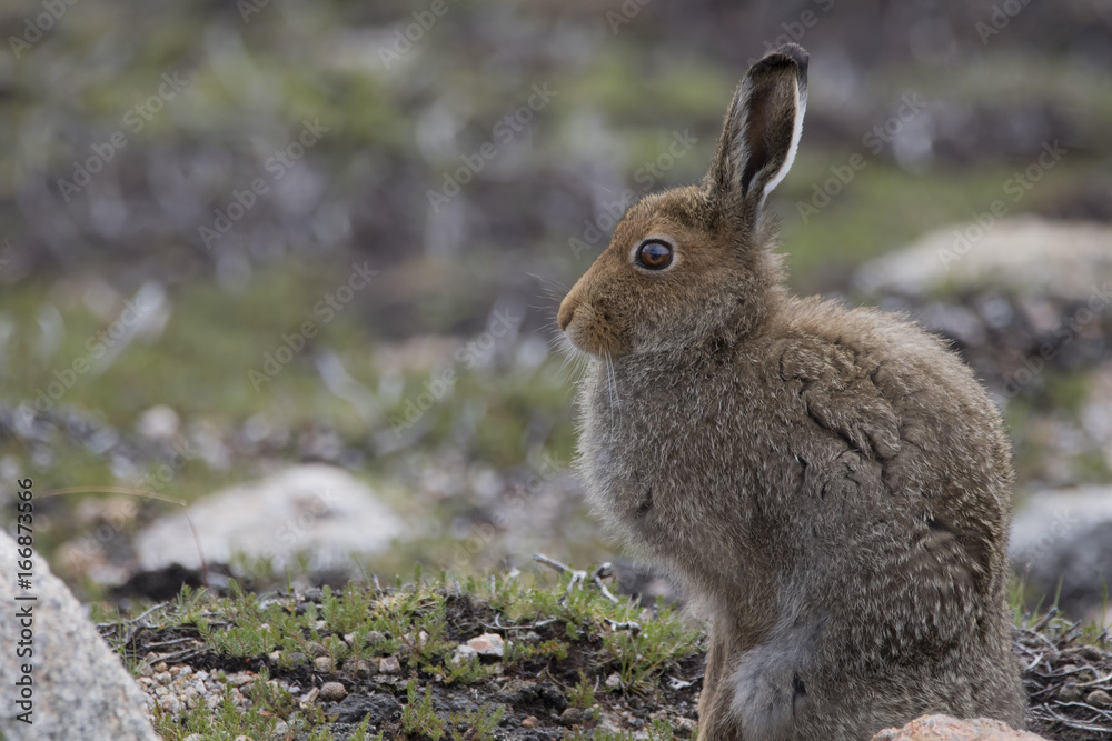 Fototapeta premium mountain hare