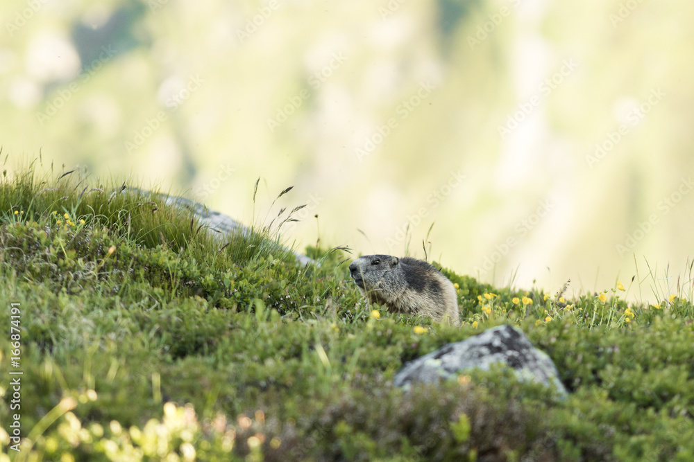 Murmeltier (Marmota) auf einer Alpenwiese in der Schweiz