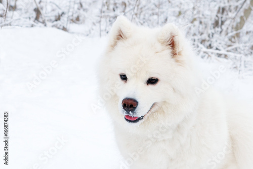White Samoyed dog close-up portrait in the winter forest