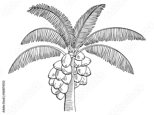 Coconut palm tree graphic black white isolated sketch illustration vector