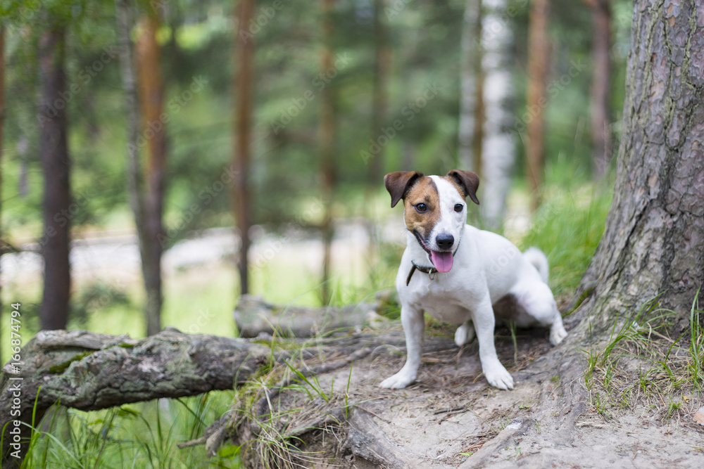 Jack Russell for a walk in the woods Jack Russell for a walk in the woods