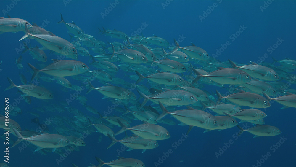 Fototapeta premium Big-eye Trevallies in blue water.