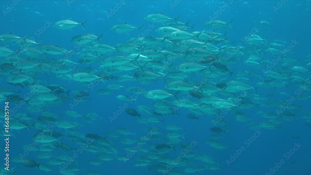 School of Big-eye Trevallies in blue water. School of Big-eye Trevallies in blue water.