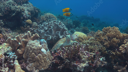 Green sea turtle on a colorful coral reef. Cleaning under a soft coral