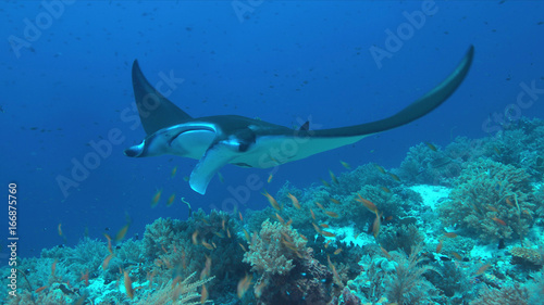 Manta ray swims on a colorful coral reef.