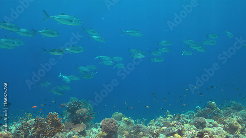 Big-eye Trevallies on a colorful coral reef.