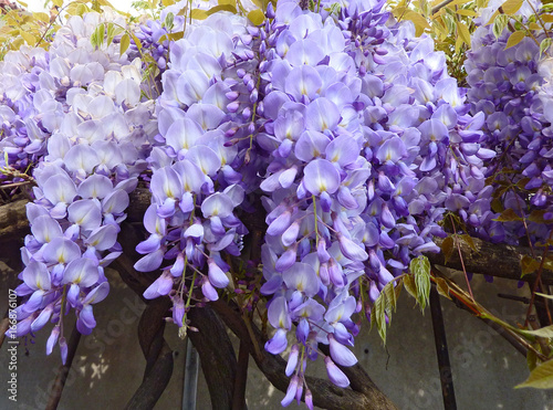 belle glycine photo