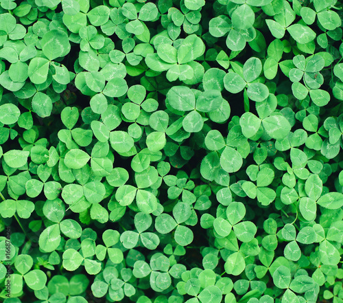 Beautiful background with green clover leaves for Saint Patrick's day.