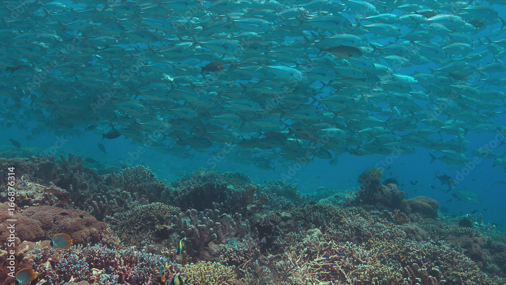 School of Big-eye Trevallies on a colorful coral reef. School of Big-eye Trevallies on a colorful coral reef.
