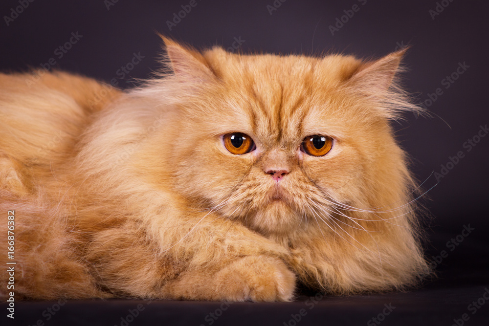 Orange persian cat