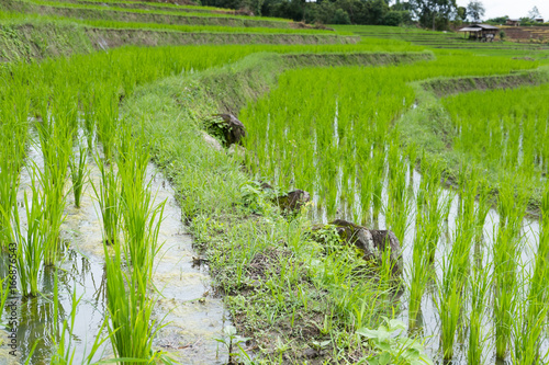 green rice field on terrace in mountain valley. beautiful nature landscape in rainy season. agriculture industry