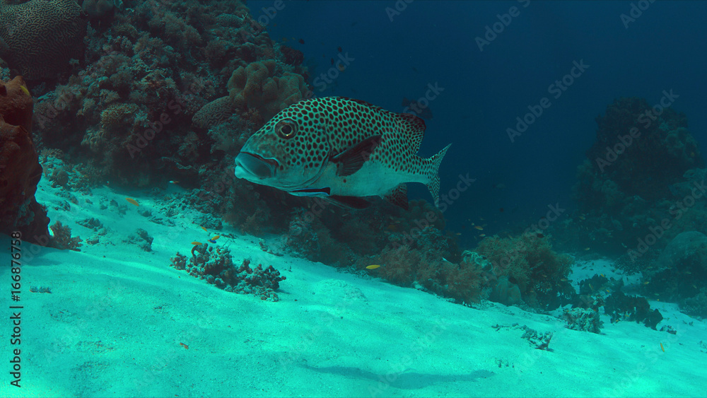 Fototapeta premium Harlequin sweetlips with a cleaner wrasse on a coral reef in Philippines.