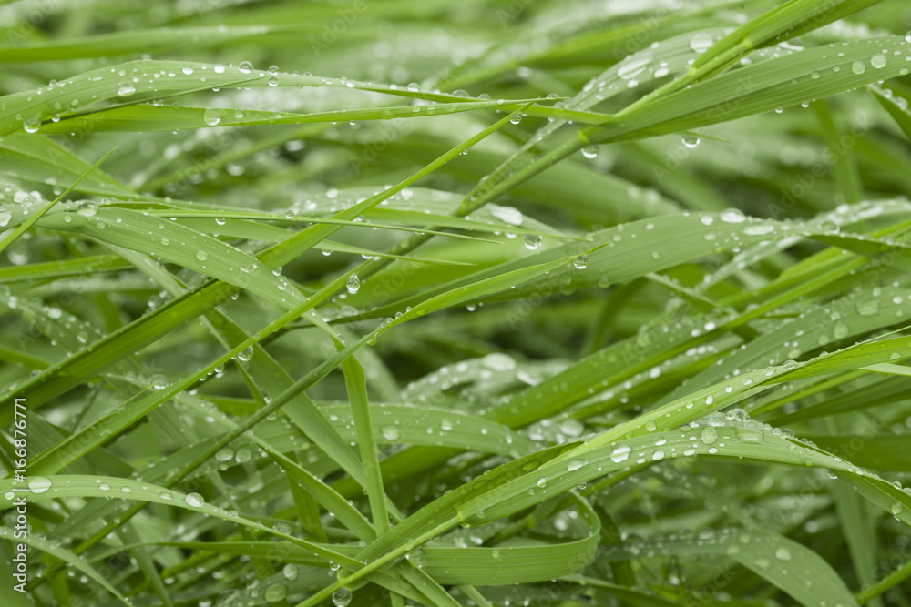 Green grass with water drops. Green grass with water drops.