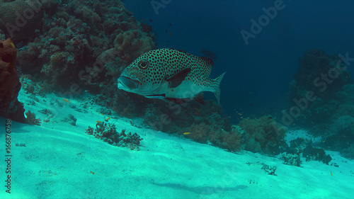 Harlequin sweetlips with a cleaner wrasse on a coral reef in Philippines. © sabangvideo