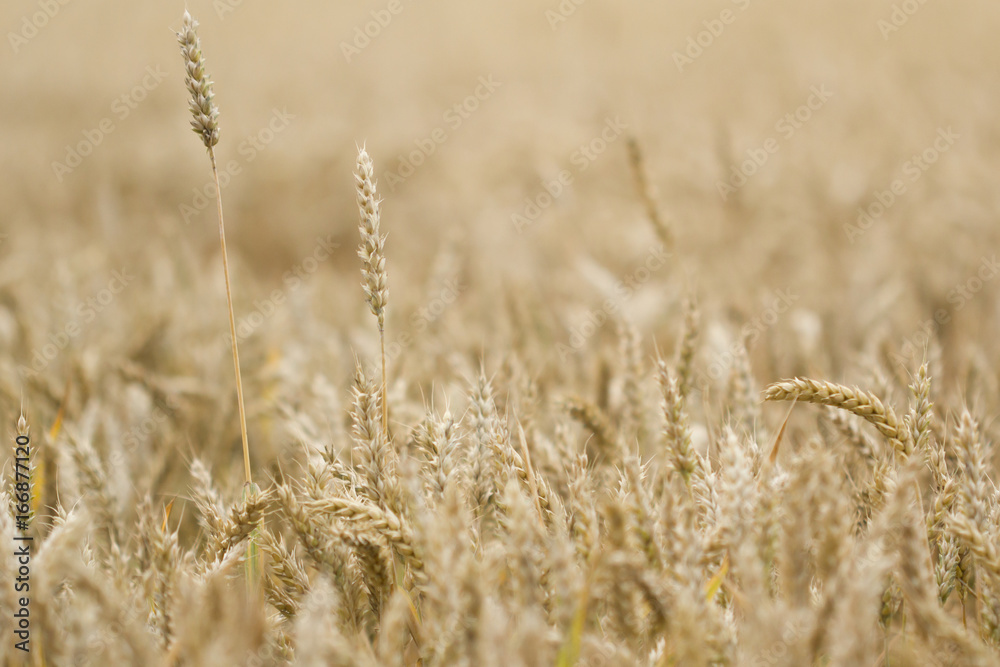 Fototapeta premium pole pszenicy