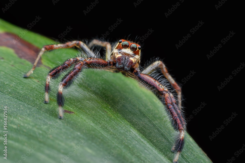 Super macro Telamonia dimidiata or jumping spider on green leaf Super macro Telamonia dimidiata or jumping spider on green leaf