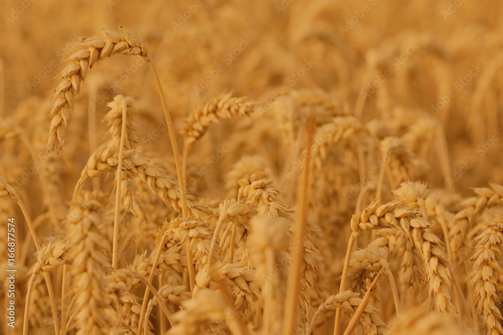 Fototapeta premium field of wheat