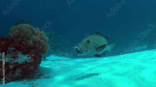 Harlequin sweetlips with a cleaner wrasse on a coral reef in Philippines.