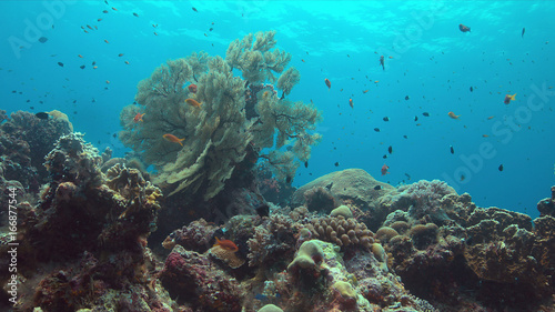 Colorful coral reef with big sea fan and plenty fish.