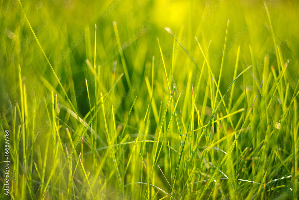 Obraz premium Close up grass.