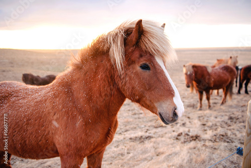 Beautiful icelandic horses in winter, Iceland