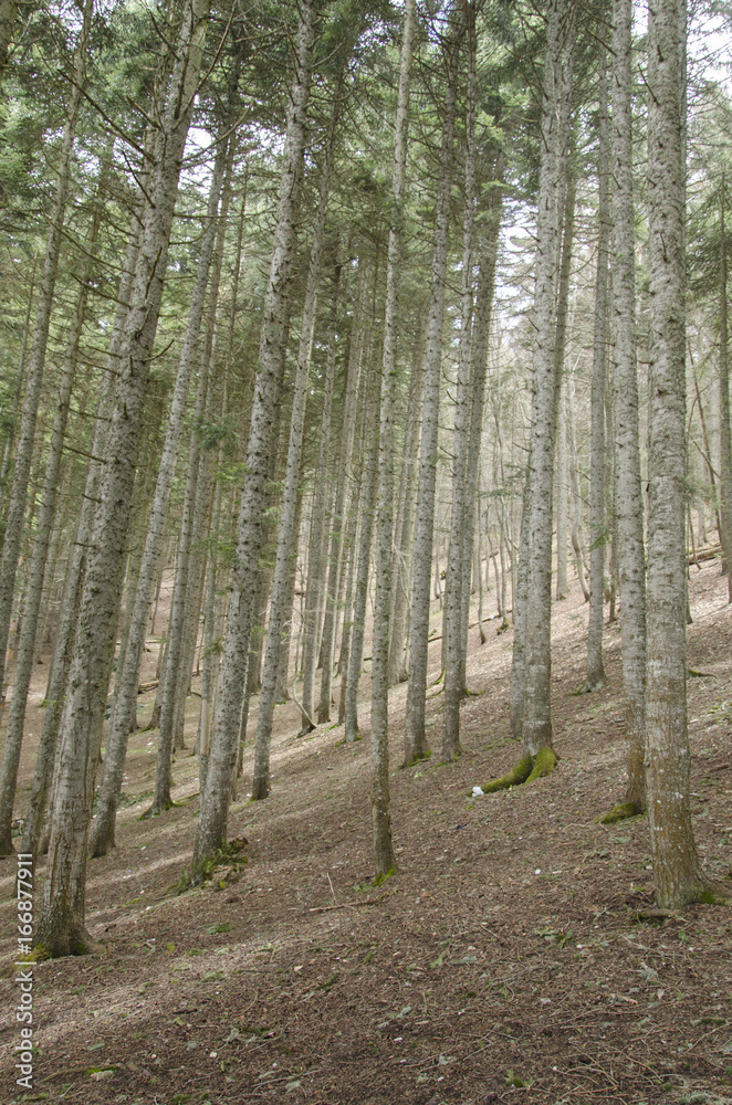 hillside forest