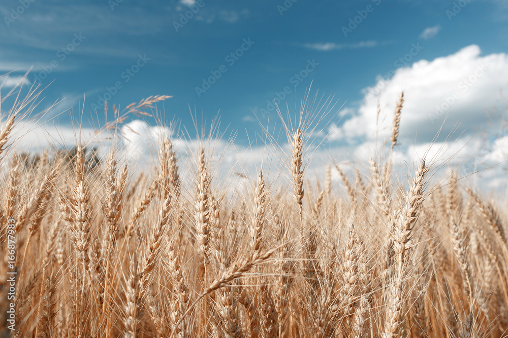 Gold wheat field and blue sky. Ripe grain harvest time