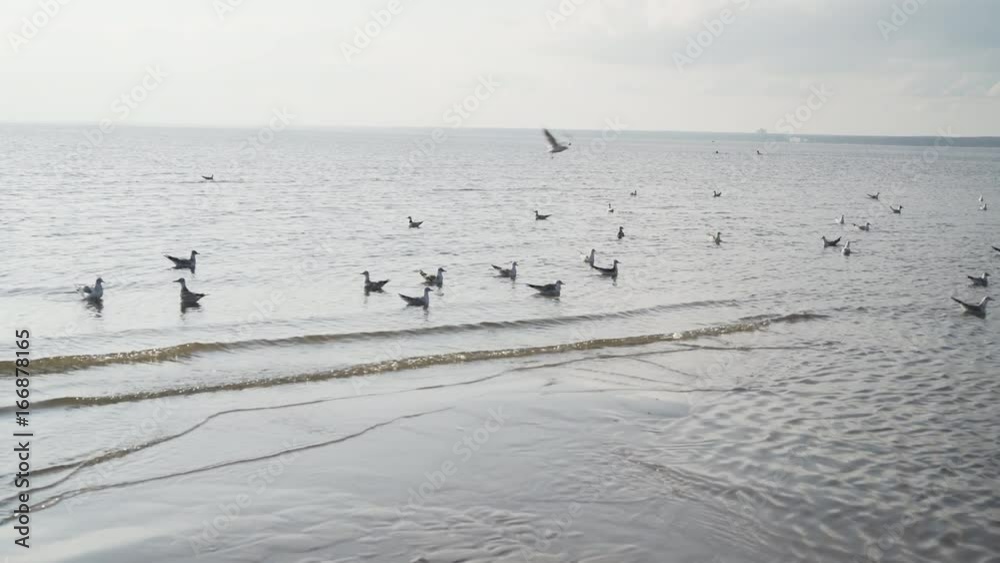 handheld shot of seagulls on baltic sea beach in summer day handheld shot of seagulls on baltic sea beach in summer day