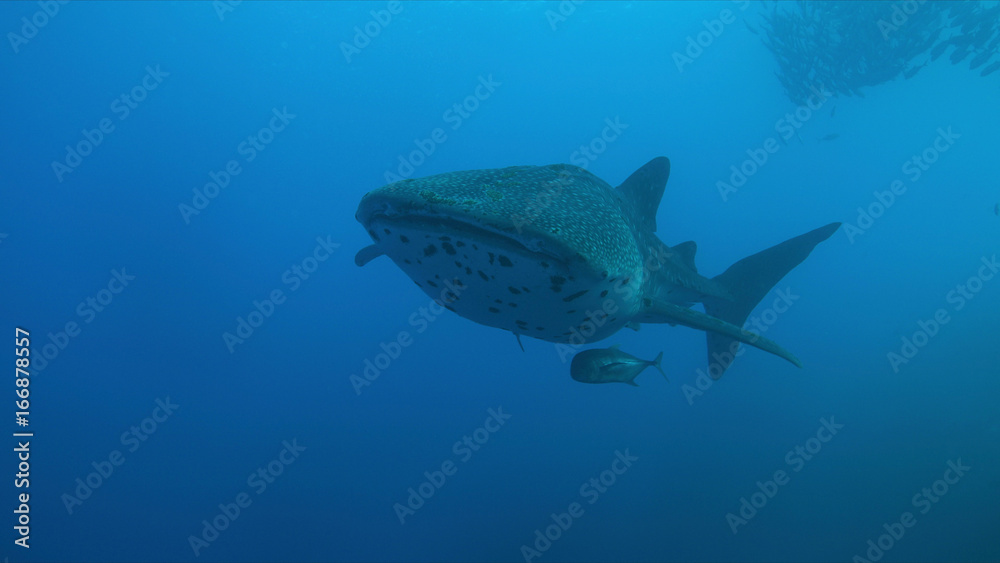 Naklejka premium Whale shark swims on a coral reef.