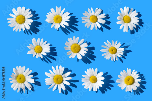 Daisies on blue background  top vew