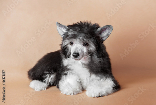 studio shot of Chinese Crested Dog fluffy puppy laying on the biege background photo