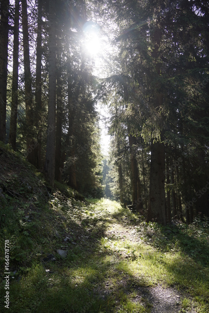 Fototapeta premium Przez gęsty las jodłowy przebijają się promienie słońca