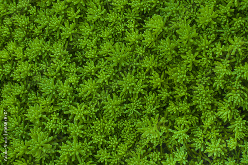 Natural Green background. Plant Cleanser (Sedum rupestre) in garden.