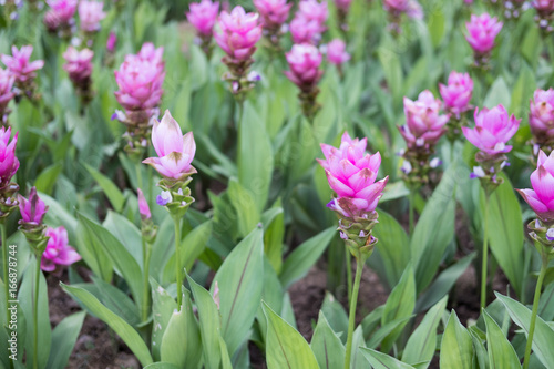 Siam Tulip in park. blooming pink flower in garden