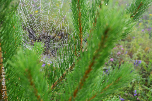 spiderweb in the pine branches