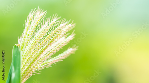 Grass flower background photo