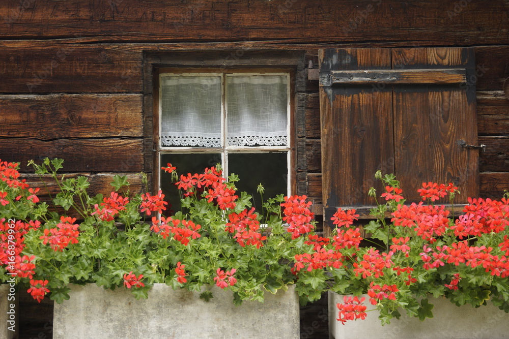 Rote Geranien als Blumenschmuck vor Chalet-Fenster Rote Geranien als Blumenschmuck vor Chalet-Fenster