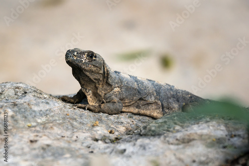 Amazing gray iguana sitting on a rock