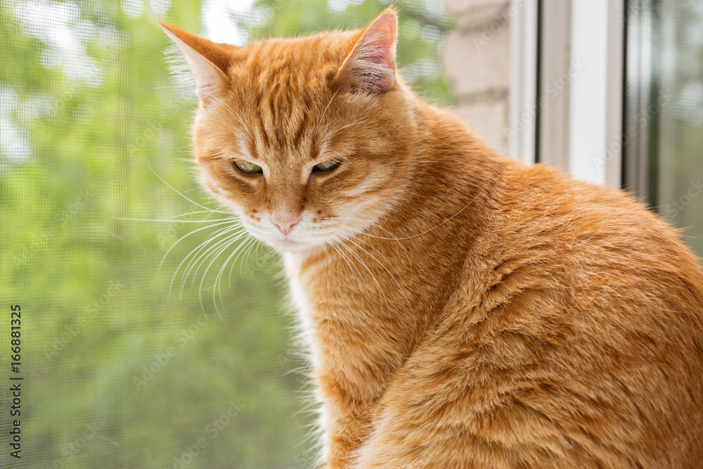 Red cat on the windowsill