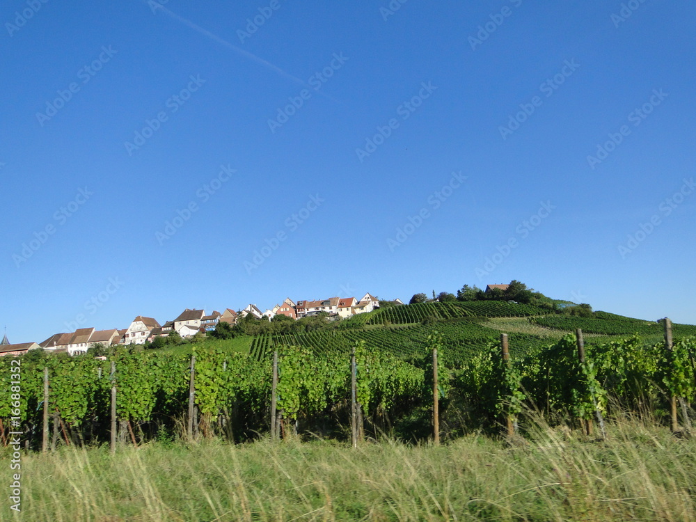 Obraz premium Vignoble de vin blanc d'Alsace