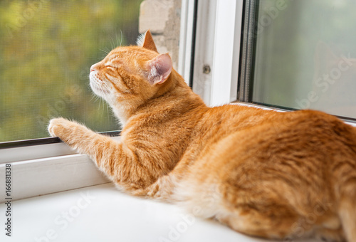 Ginger cat on the window