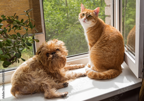 Fototapeta Naklejka Na Ścianę i Meble -  Dog and the cat on the window