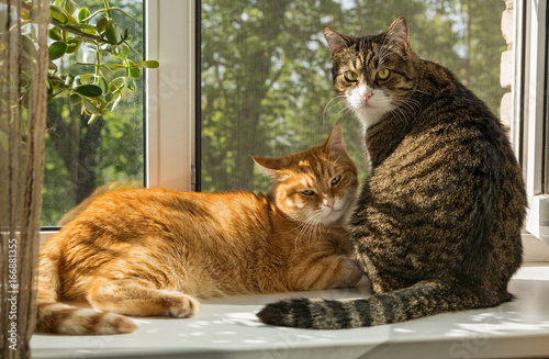 Fototapeta Naklejka Na Ścianę i Meble -  Two beautiful cat on the windowsill
