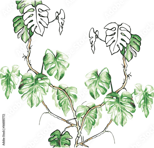 Monstera - a jungle of lianas plants

